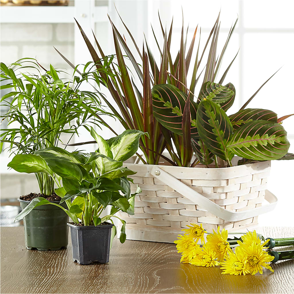 Florist Designed Blooming and Green Plants in a Basket – Grimm-kruse-brix Florist Inc, Saint Louis MO