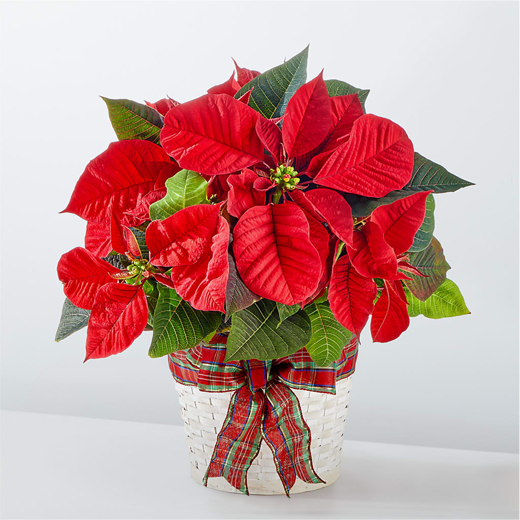 Happiest Holidays Poinsettia – Grimm-kruse-brix Florist Inc, Saint Louis MO