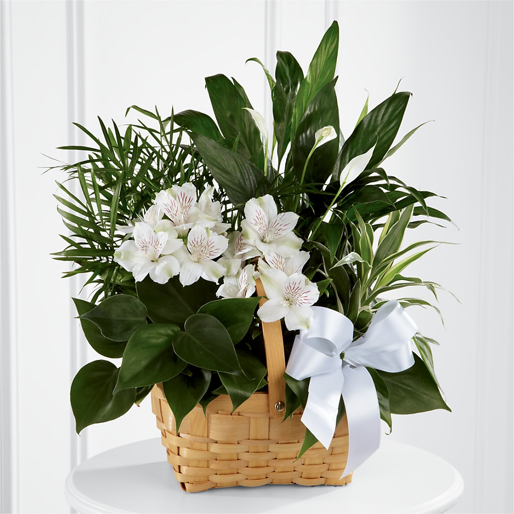 Peace & Serenity Dishgarden – Grimm-kruse-brix Florist Inc, Saint Louis MO
