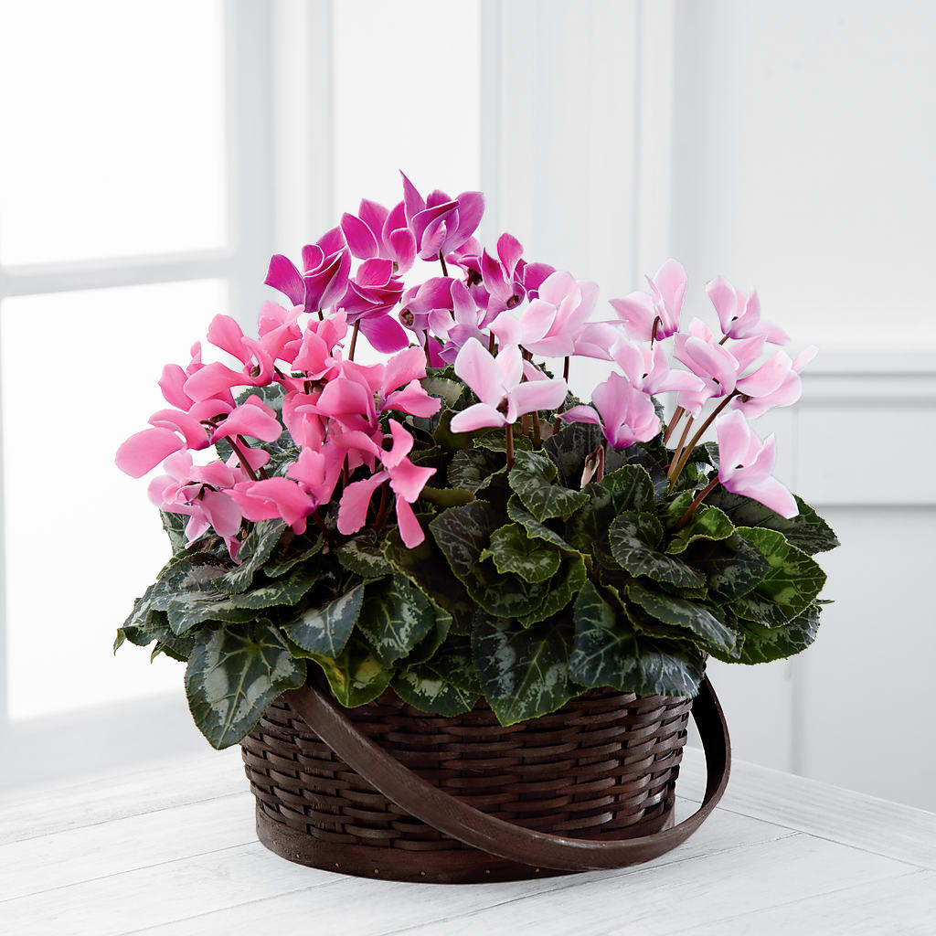 Mixed Cyclamen Planter – Grimm-kruse-brix Florist Inc, Saint Louis MO
