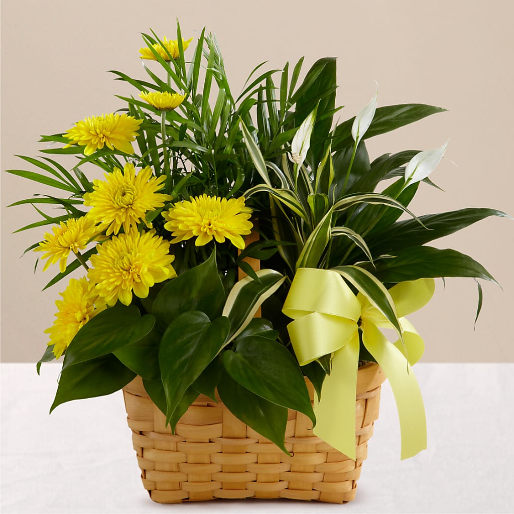 Loving Light Dishgarden – Grimm-kruse-brix Florist Inc, Saint Louis MO