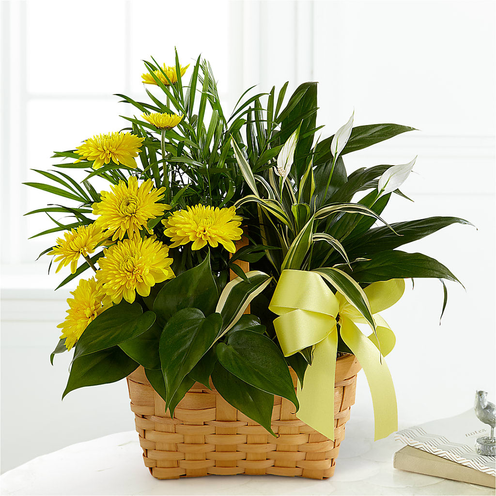 Loving Light Dishgarden – Grimm-kruse-brix Florist Inc, Saint Louis MO