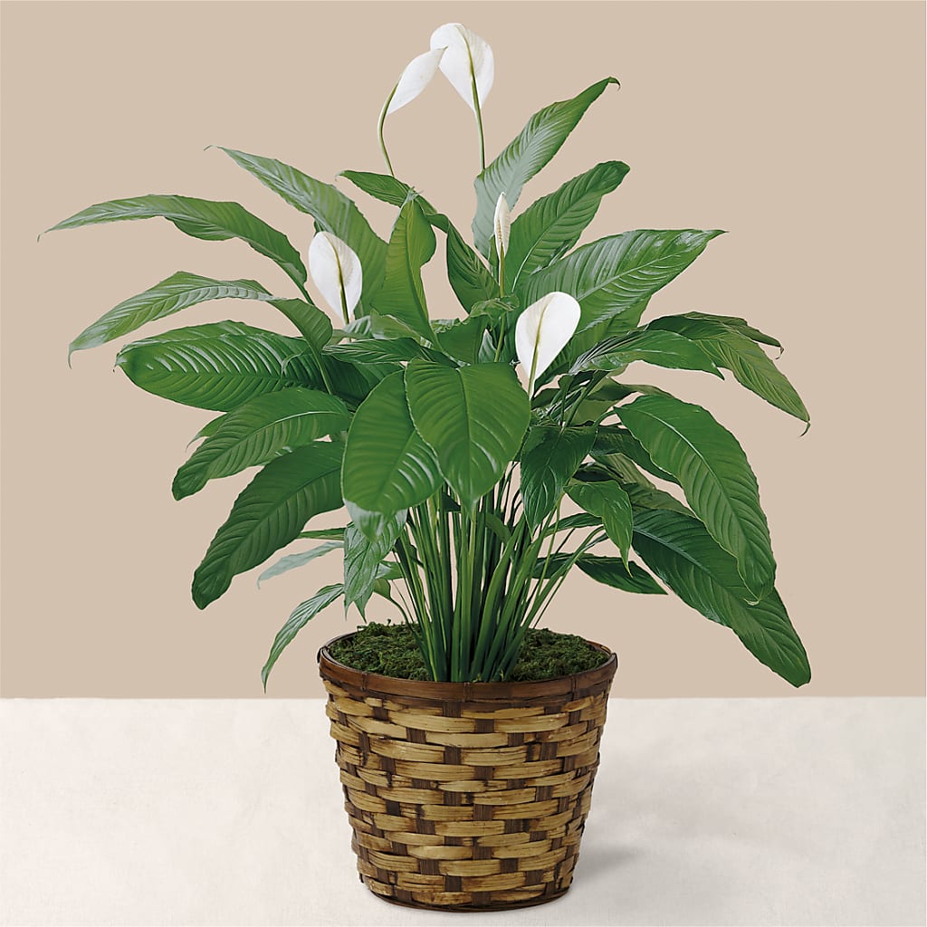 Tranquil Moments Peace Lily Plant – Grimm-kruse-brix Florist Inc, Saint Louis MO