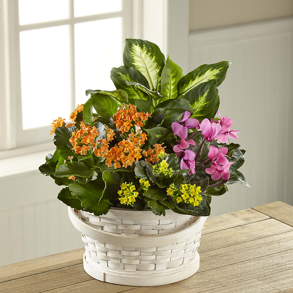 Color Crush Dishgarden – Grimm-kruse-brix Florist Inc, Saint Louis MO