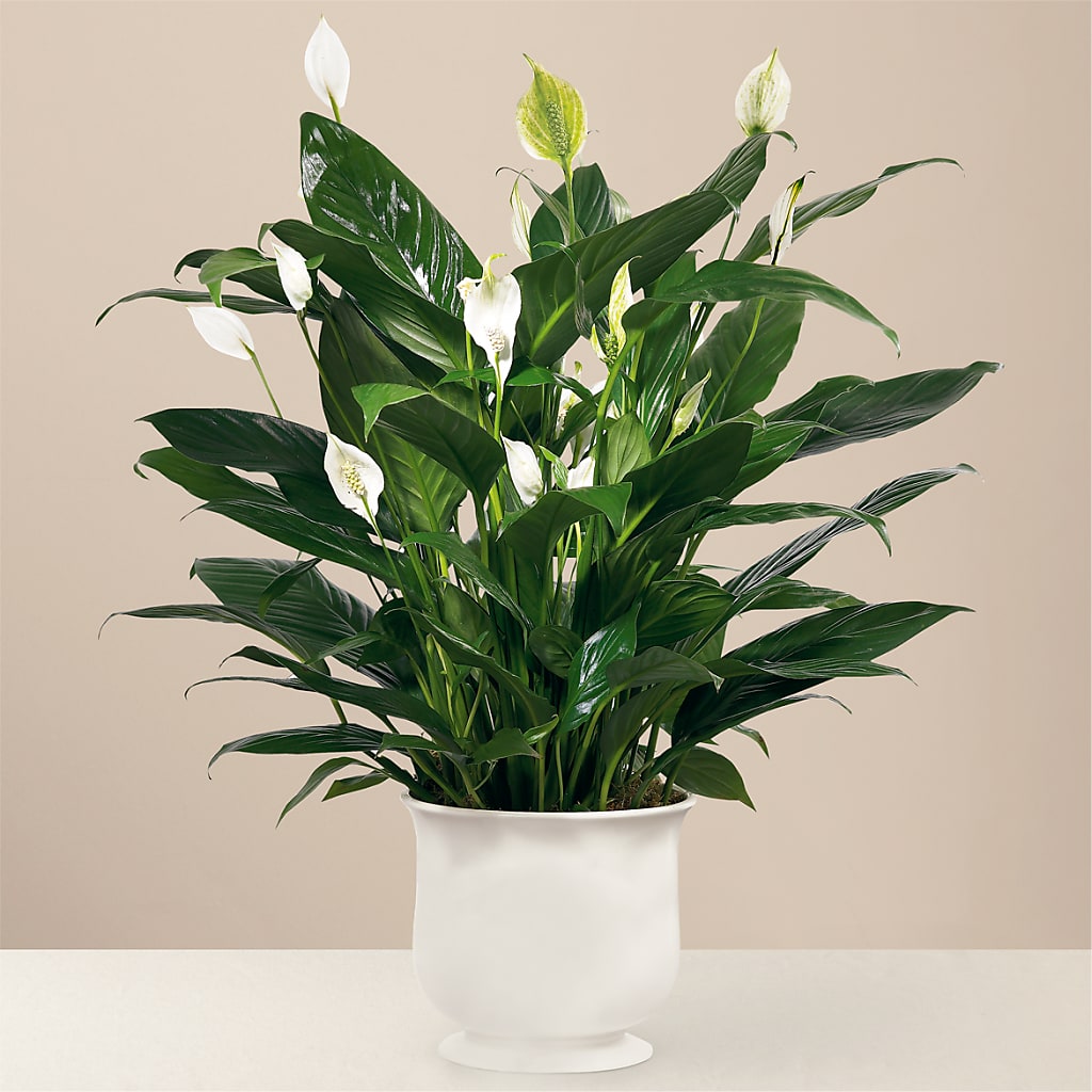 Comfort Planter – Grimm-kruse-brix Florist Inc, Saint Louis MO