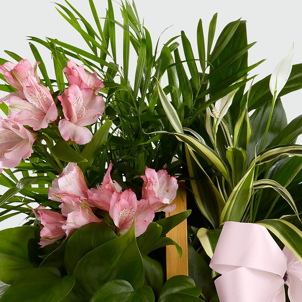 Living Spirit Dishgarden – Grimm-kruse-brix Florist Inc, Saint Louis MO