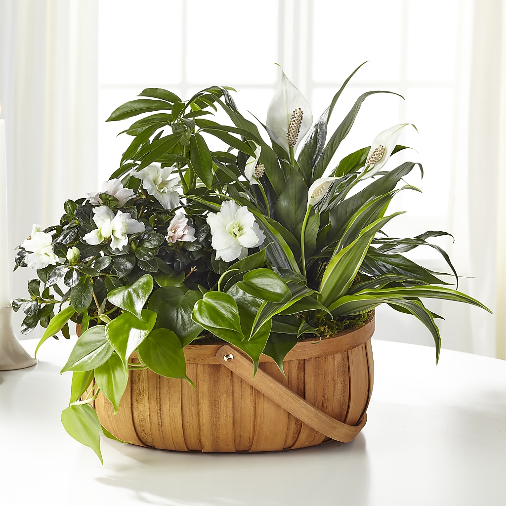 Serene Dishgarden – Grimm-kruse-brix Florist Inc, Saint Louis MO
