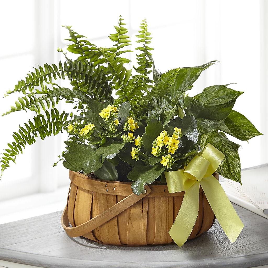 Always Dear Dishgarden – Grimm-kruse-brix Florist Inc, Saint Louis MO