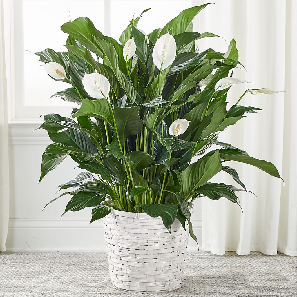 A New Leaf Peace Lily – Grimm-kruse-brix Florist Inc, Saint Louis MO