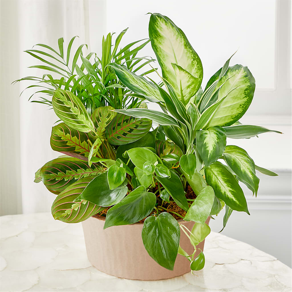 Balance & Harmony Dishgarden – Grimm-kruse-brix Florist Inc, Saint Louis MO