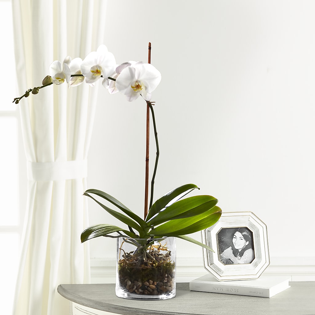 White Orchid Planter – Grimm-kruse-brix Florist Inc, Saint Louis MO