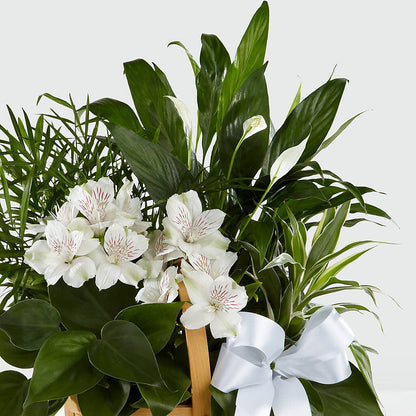 Peace & Serenity Dishgarden –  Grimm-kruse-brix Florist Inc, Saint Louis MO