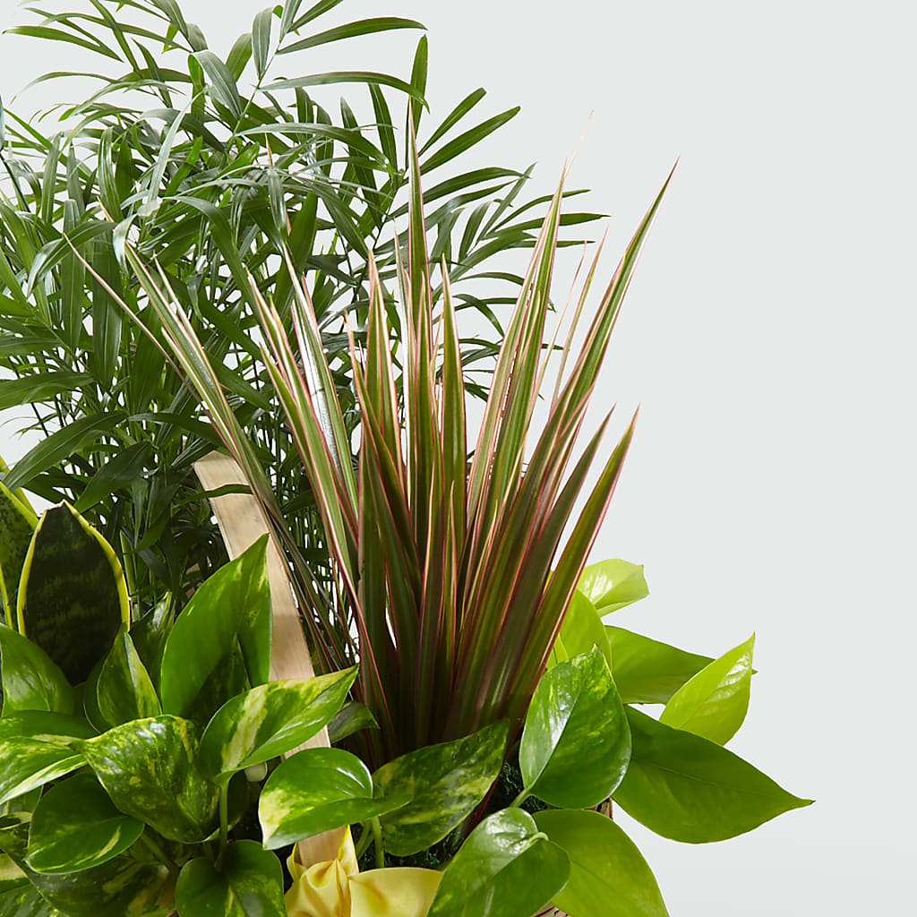 French Garden –  Grimm-kruse-brix Florist Inc, Saint Louis MO