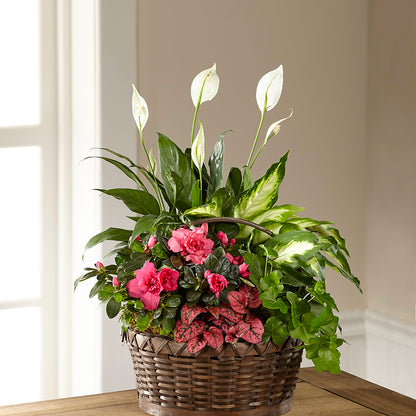 Dream in Pink Dishgarden –  Grimm-kruse-brix Florist Inc, Saint Louis MO