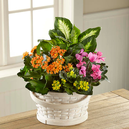 Color Crush Dishgarden –  Grimm-kruse-brix Florist Inc, Saint Louis MO