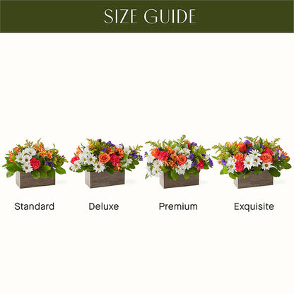 Oopsie Daisy Box Bouquet –  Grimm-kruse-brix Florist Inc, Saint Louis MO