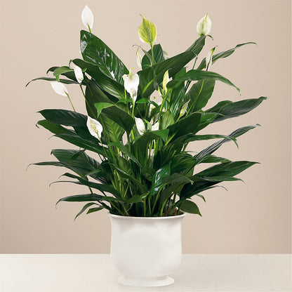 Comfort Planter –  Grimm-kruse-brix Florist Inc, Saint Louis MO