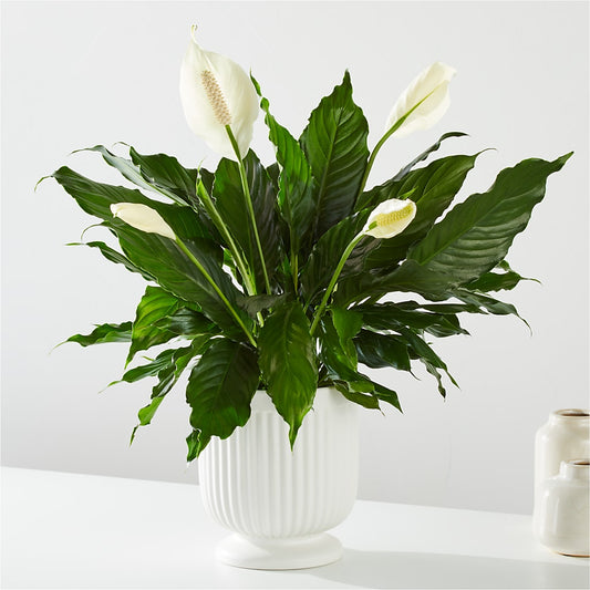 Comfort Planter –  Grimm-kruse-brix Florist Inc, Saint Louis MO