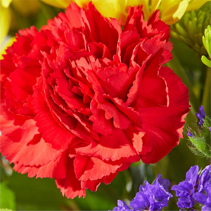 Brighter Days Bouquet –  Grimm-kruse-brix Florist Inc, Saint Louis MO