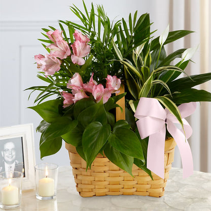 Living Spirit Dishgarden –  Grimm-kruse-brix Florist Inc, Saint Louis MO