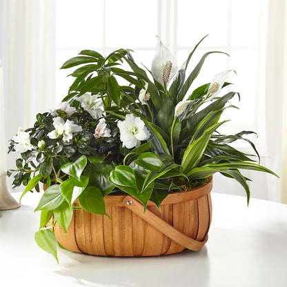 Serene Dishgarden –  Grimm-kruse-brix Florist Inc, Saint Louis MO