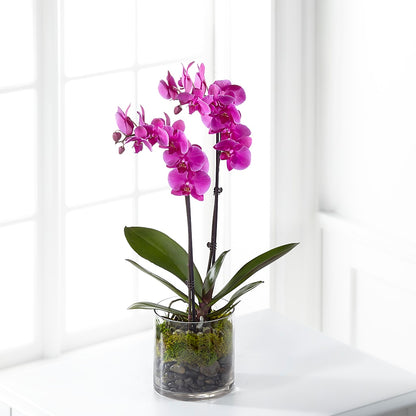 Pink Orchid Plant –  Grimm-kruse-brix Florist Inc, Saint Louis MO