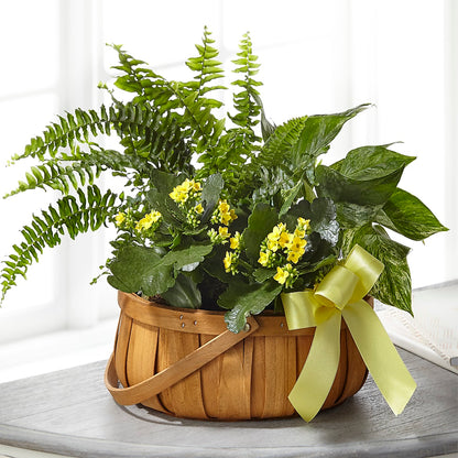 Always Dear Dishgarden –  Grimm-kruse-brix Florist Inc, Saint Louis MO