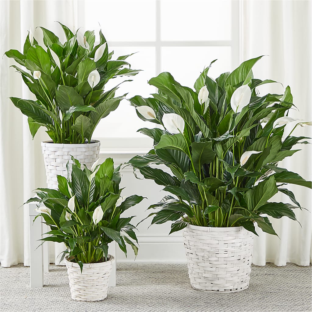 A New Leaf Peace Lily –  Grimm-kruse-brix Florist Inc, Saint Louis MO