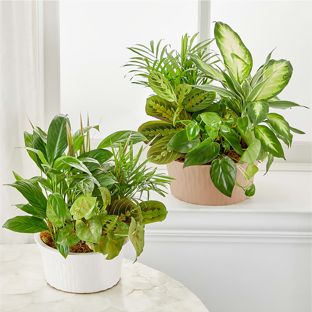 Balance & Harmony Dishgarden –  Grimm-kruse-brix Florist Inc, Saint Louis MO