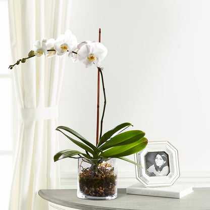 White Orchid Planter –  Grimm-kruse-brix Florist Inc, Saint Louis MO