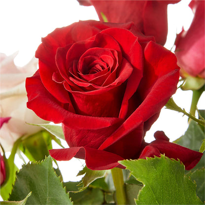 Love Notes Rose Bouquet –  Grimm-kruse-brix Florist Inc, Saint Louis MO